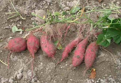 দৃষ্টিশক্তি বাড়ায় মিষ্টি আলু