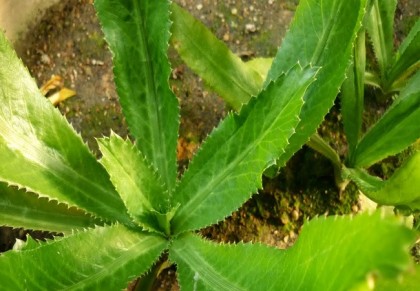 বিলাতি ধনিয়া