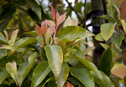 কর্পূর গাছ