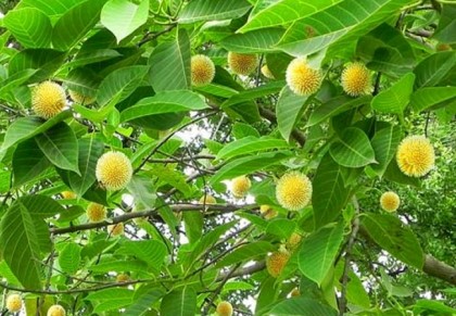 কদম