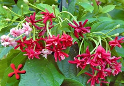 মাধবীলতা