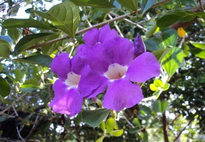 নীলবনলতা