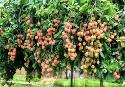 লিচু