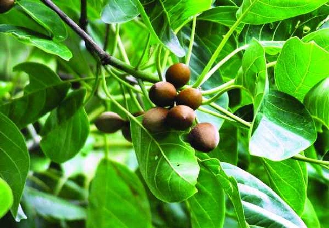 গাছ চিনুনঃ বহেড়া
