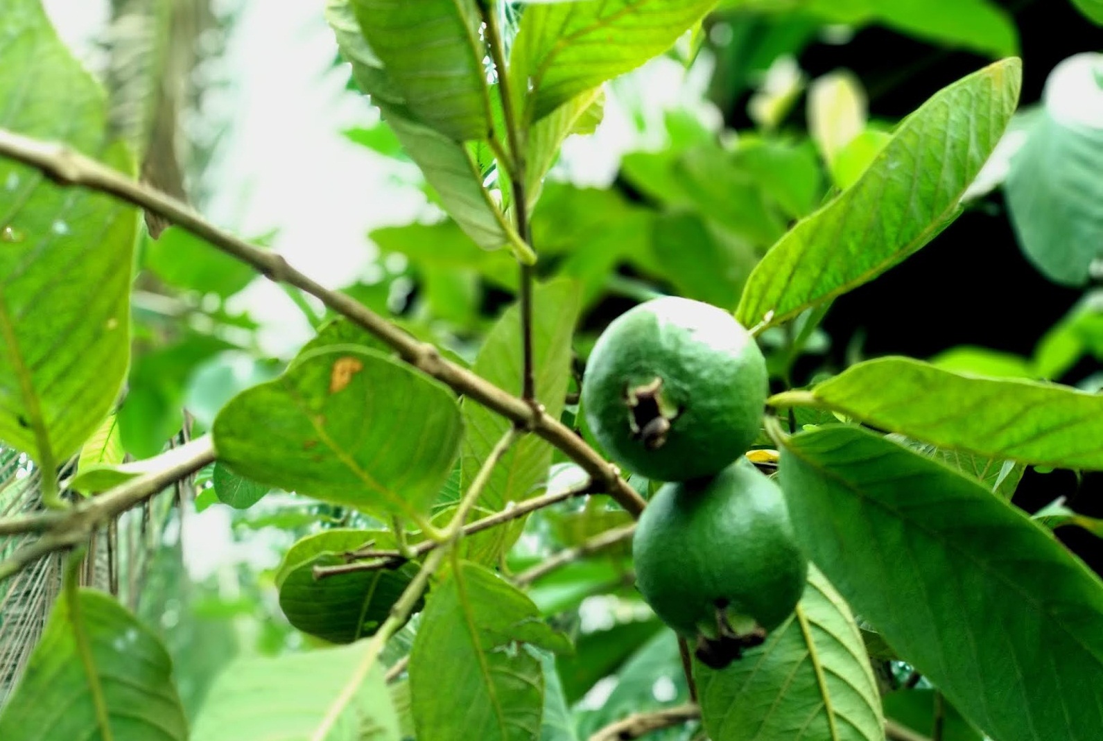 গাছ চিনুনঃ পেয়ারা