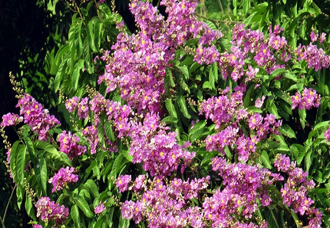 গাছ চিনুনঃ জারুল