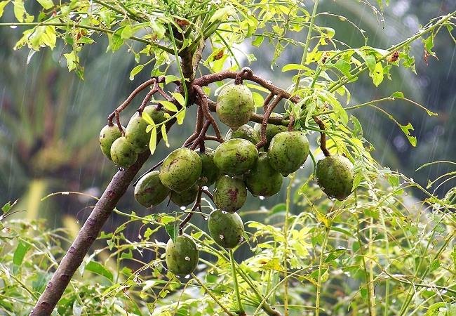 গাছ চিনুনঃ আমড়া
