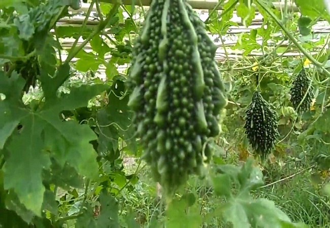 গাছ চিনুনঃ করলা