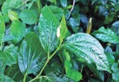 গাছ চিনুনঃ পিপুল