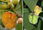 গাছ চিনুনঃ ডেউয়া