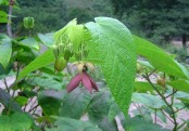 গাছ চিনুনঃ উলটকম্বল