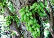 গাছ চিনুনঃ বিলিম্বি