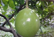 গাছ চিনুনঃ ডুগডুগি