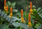 গাছ চিনুনঃ দাদমর্দন