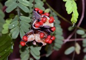 গাছ চিনুনঃ কুঁচ