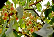 গাছ চিনুনঃ জামরুল