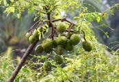 গাছ চিনুনঃ আমড়া