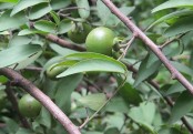 গাছ চিনুনঃ তমাল
