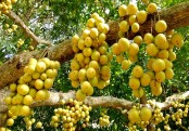 গাছ চিনুনঃ লটকন