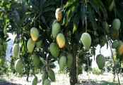 গাছ চিনুনঃ আম