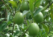 গাছ চিনুনঃ জাম্বুরা