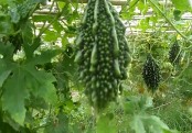 গাছ চিনুনঃ করলা
