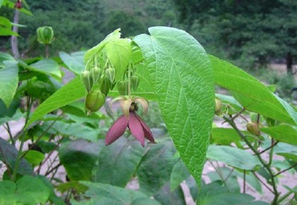 গাছ চিনুনঃ উলটকম্বল