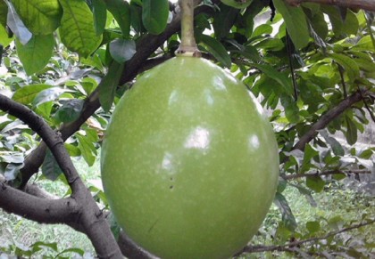 গাছ চিনুনঃ ডুগডুগি