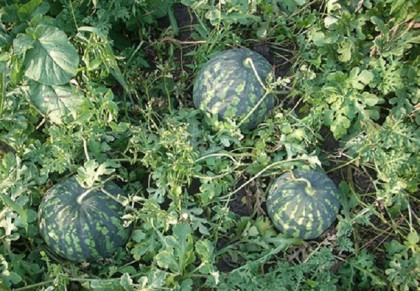 গাছ চিনুনঃ রাখাল শসা