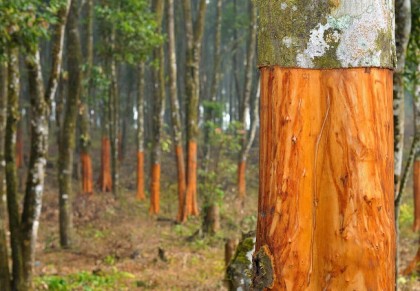 গাছ চিনুনঃ  দারুচিনি