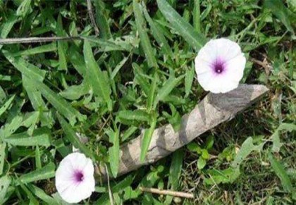 কলমি শাক