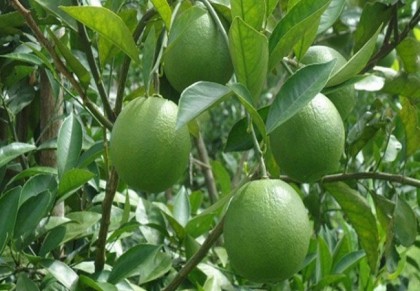 গাছ চিনুনঃ জাম্বুরা