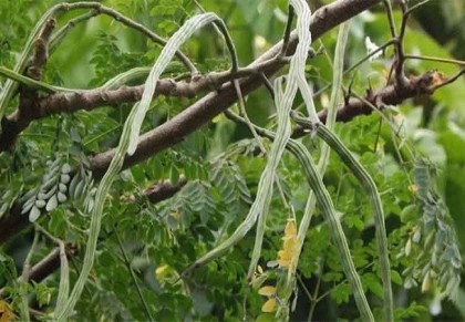 গাছ চিনুনঃ সজনে