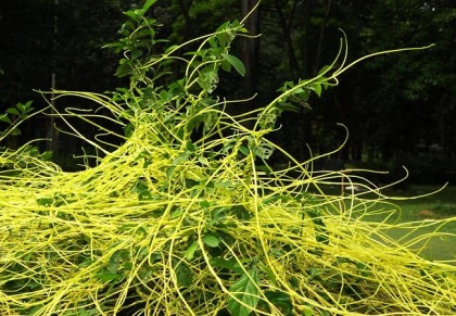 স্বর্ণলতা