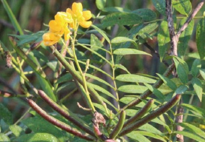 কালকাসুন্দা