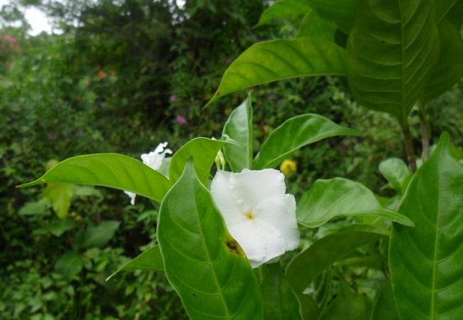 গাছ চিনুনঃ টগর