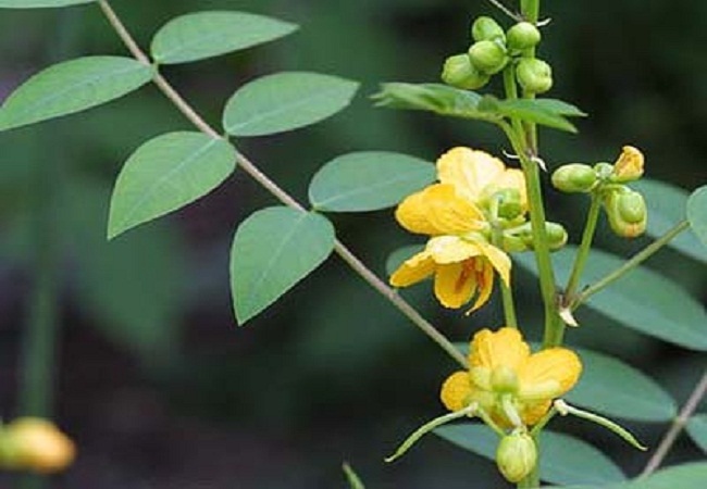 গাছ চিনুনঃ কালকাসুন্দা