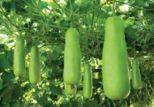 গাছ চিনুনঃ লাউ