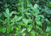 গাছ চিনুনঃ পাথরকুচি