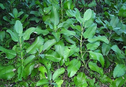 গাছ চিনুনঃ পাথরকুচি