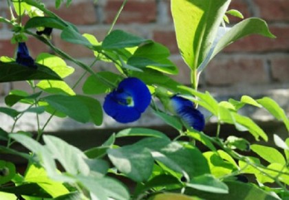 অপরাজিতা