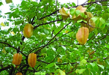 গাছ চিনুনঃ কামরাঙা