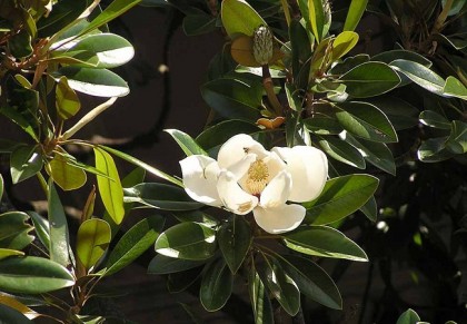 উদয়পদ্ম