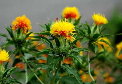 কুসুম ফুল 