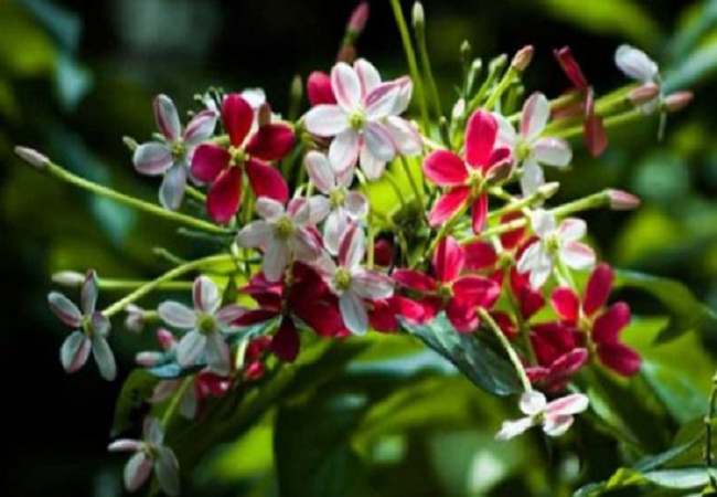গাছ চিনুনঃ মাধবীলতা