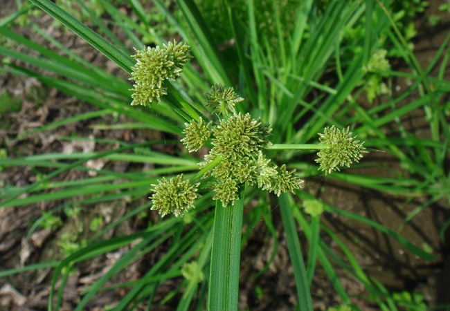 গাছ চিনুনঃ মুথা