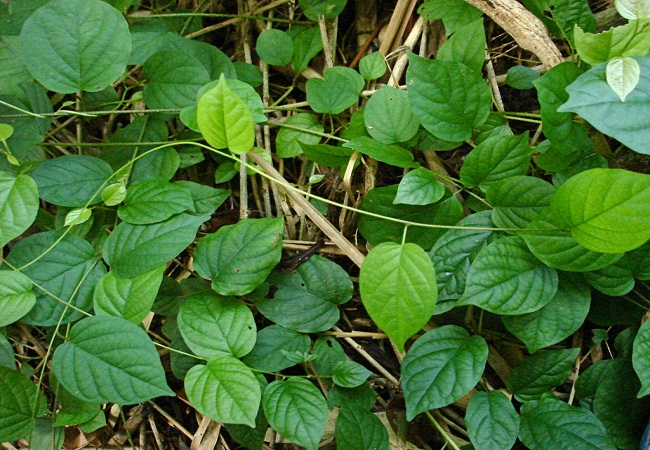 গাছ চিনুনঃ গুলঞ্চ