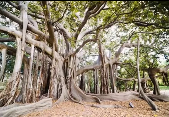গাছ চিনুনঃ বট