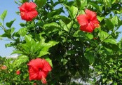 গাছ চিনুনঃ জবা