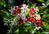 গাছ চিনুনঃ মাধবীলতা